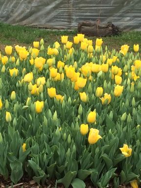 15 Golden Oxford Tulip Bulbs – Tulipa Darwin Hybrid